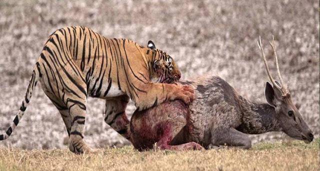 老虎什么本领?_人类_猎物_动物