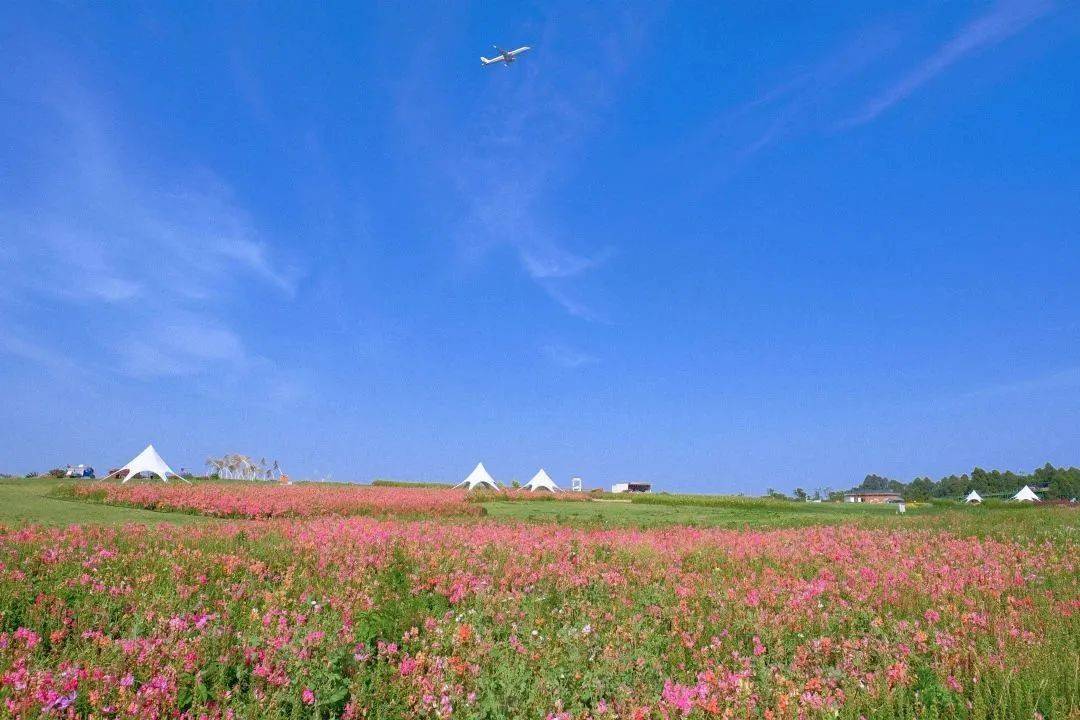 今年要推荐的是:空港花田_理由_的花海_仪式
