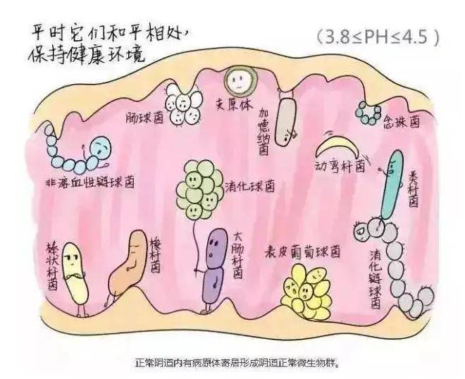 3. 絕經後婦女及嬰幼兒雌激素水平較低,局部抵抗力下降,也易發生感染.