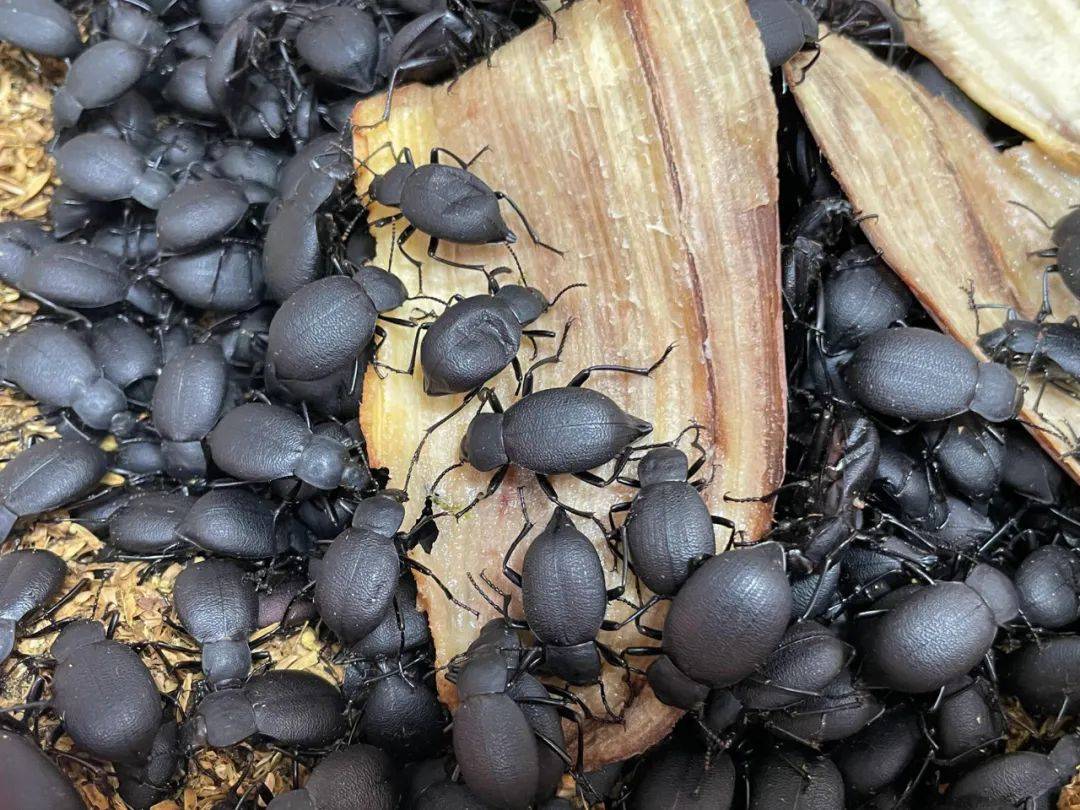 价格1000元/公斤,养殖这种稀有昆虫能年赚45万元,是真的吗?