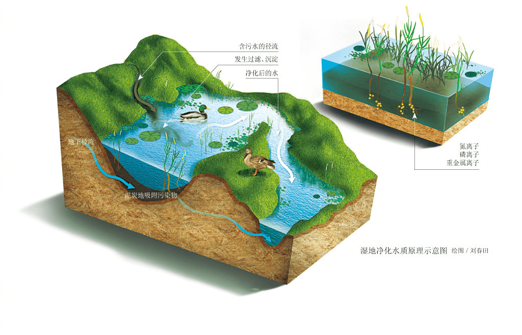 湿地湿地是指自然形成的,常年或季节性积水的地域,在海滩其低潮时水深