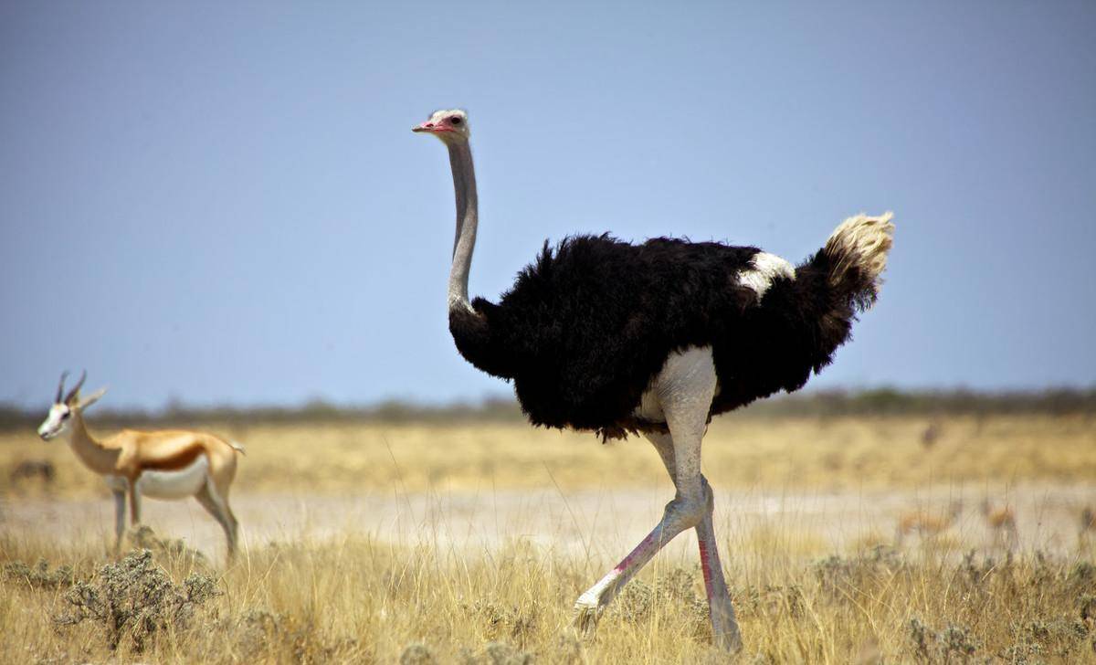 在一群鸵鸟中,总有一只鸵鸟在其他鸵鸟睡觉时,保持警觉