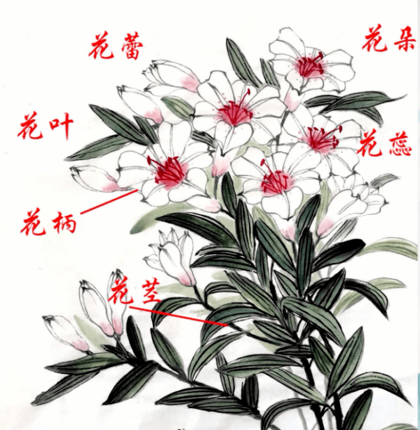 百合花花苞画法图片