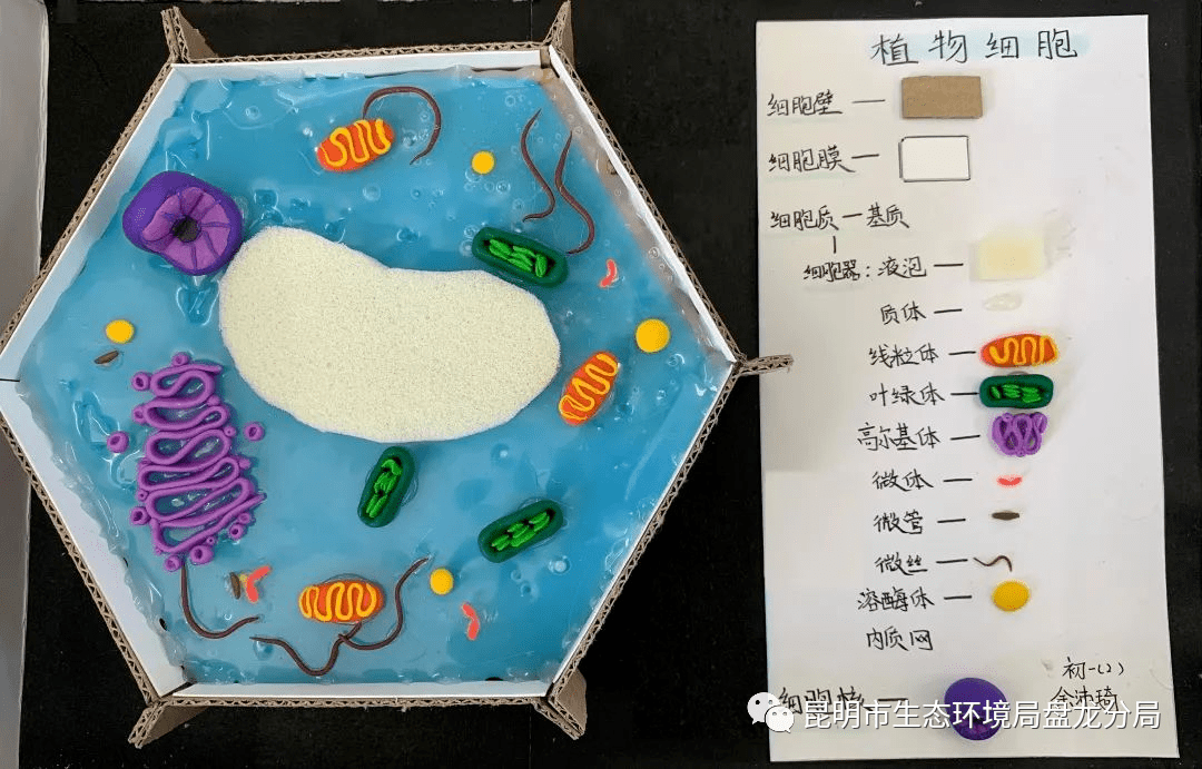 昆十中开展系列生物多样性教育活动献礼cop15_保护_进行_植物