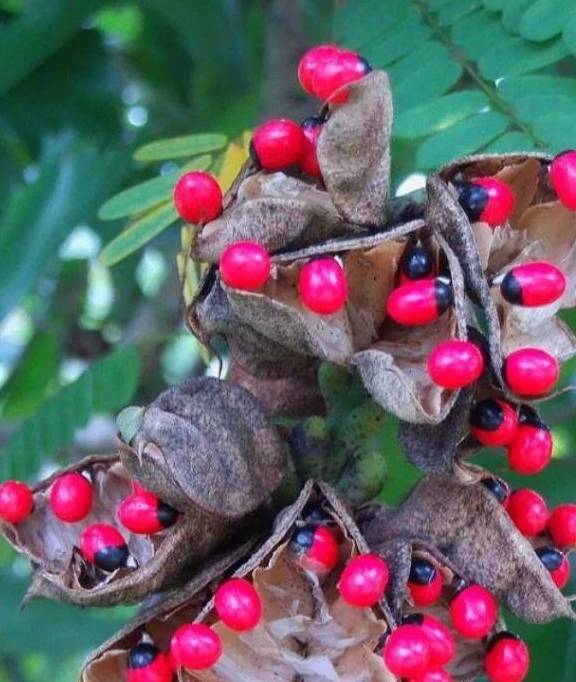 红彤彤的野果,看着是挺诱人,可吃一口有你后悔的!_果实_毒性_有毒