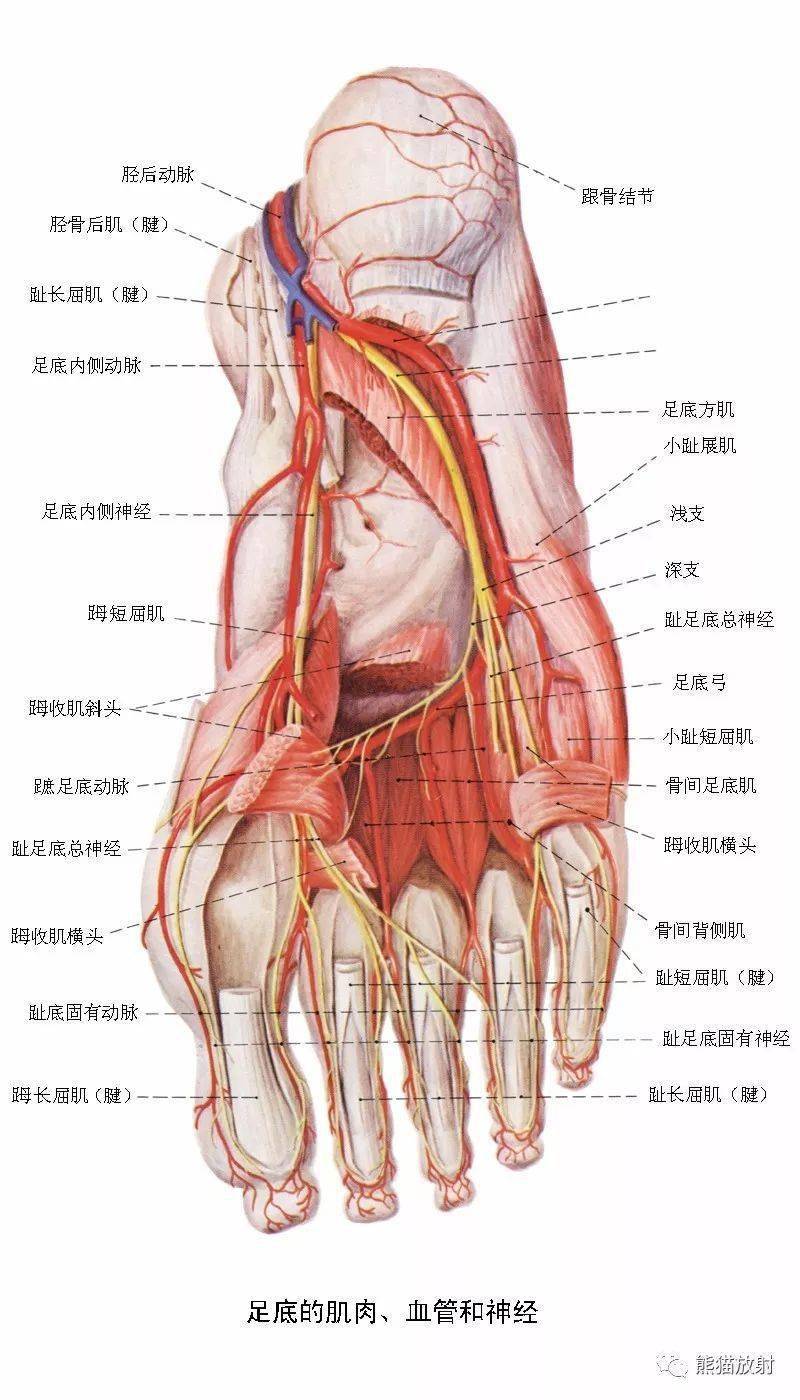 下肢血管cta解剖图图片