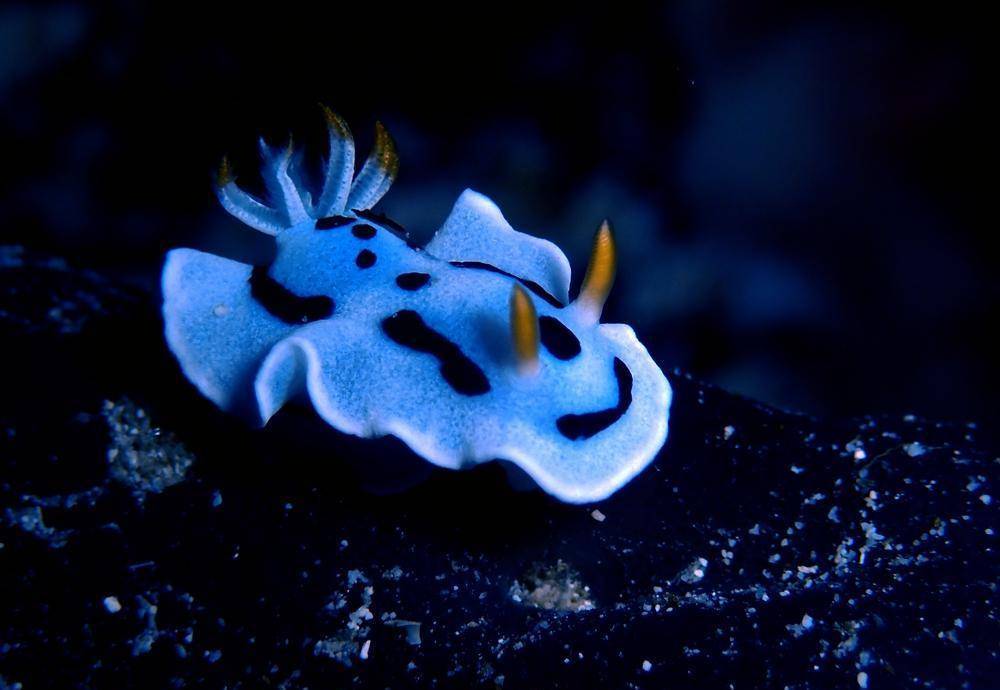 萌萌海兔(85):戴安娜(布纳肯)_特征_黄色_个体