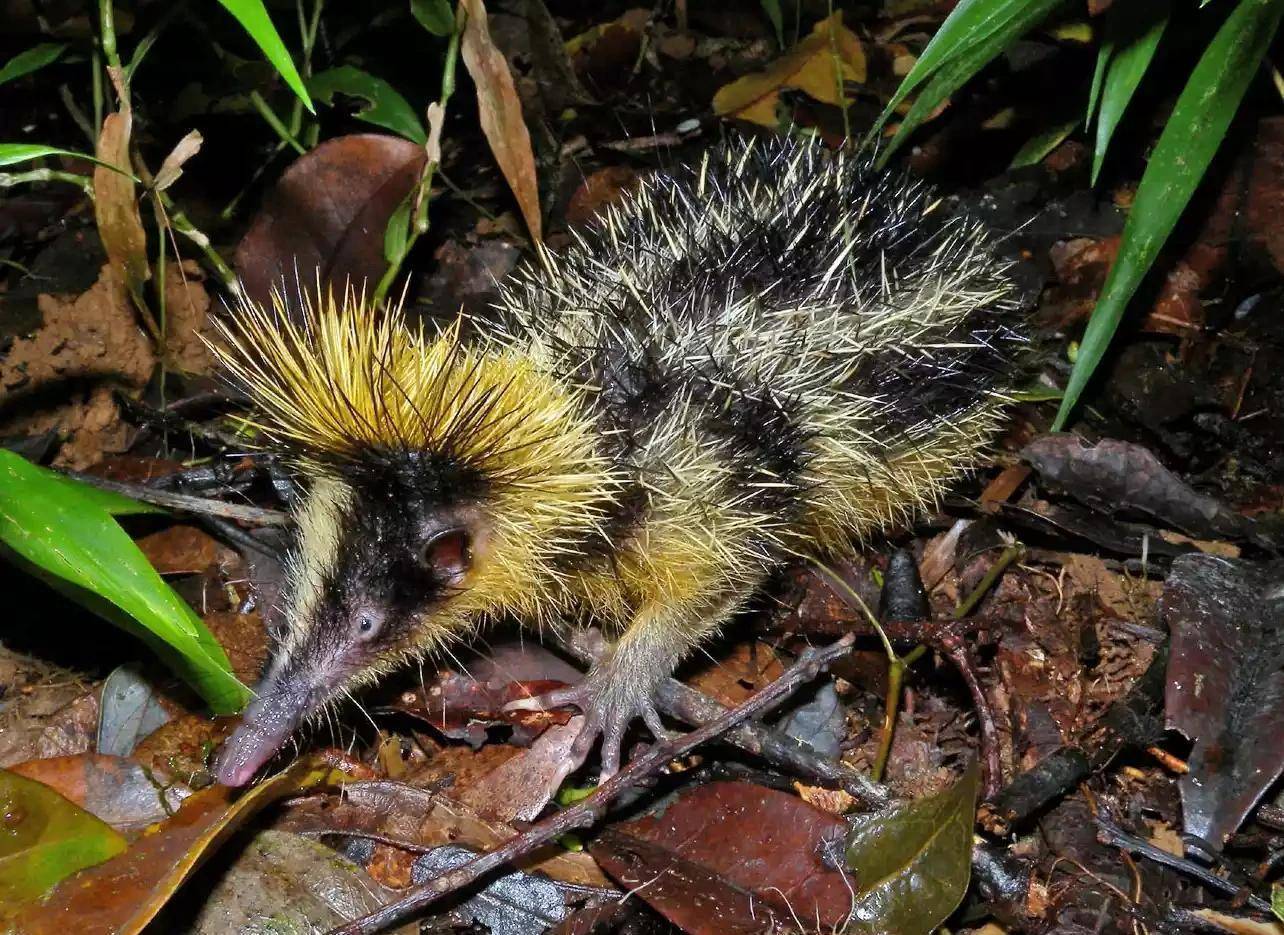 地球上长得稀奇古怪的动物,知多少?_生活_食物_霍加