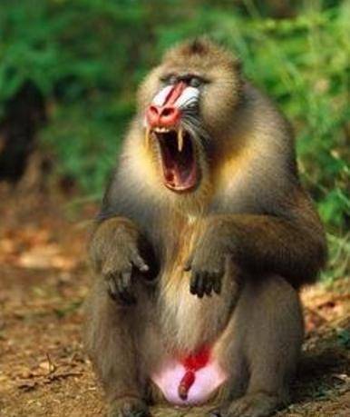 原创它是《山海经》中的人脸猴,与人类见过面,花豹也不是其对手_山魈