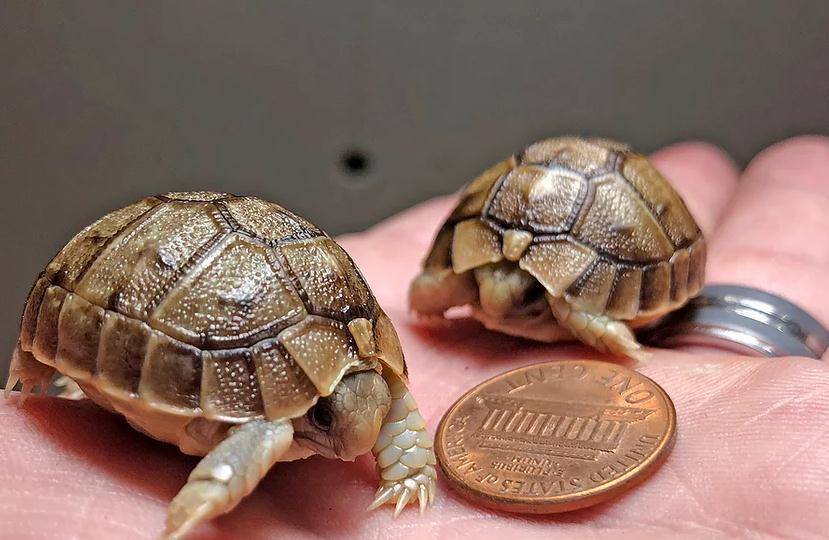 埃及陆龟:最耐干旱的陆龟,在埃及分布地区野外已灭绝