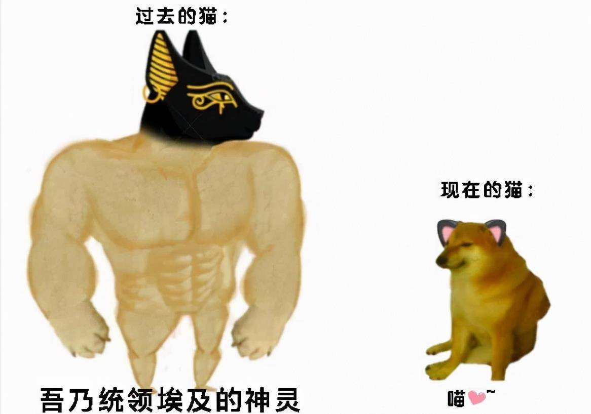 chems柴犬图片