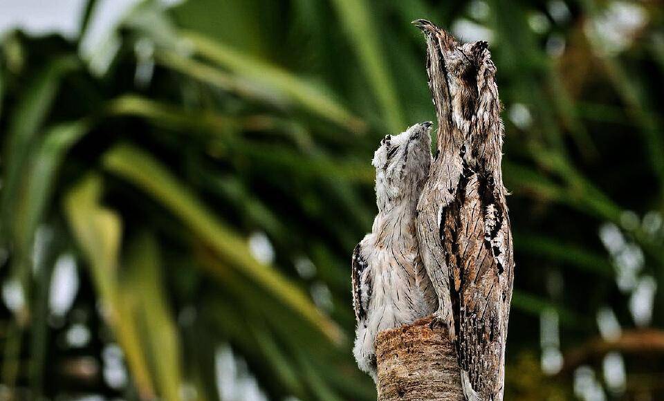 它们为了躲避天敌的捕杀,天生习得这种伪装术,一旦它们发现危险就会