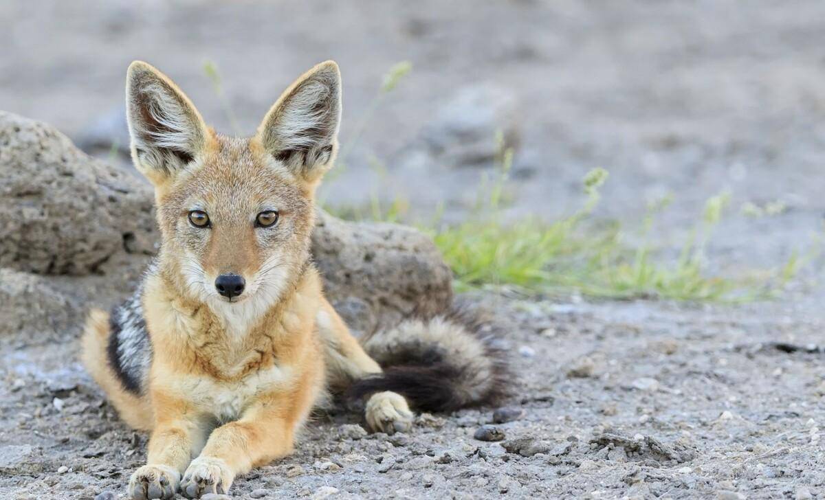 一只非洲野狗和胡狼组成狩猎联盟,还抢着当胡狼幼崽的干妈_索罗_鬣狗
