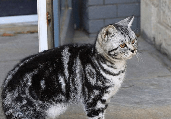 给猫咪在家洗澡，半途接个德律风，回来一看：马戏团身世