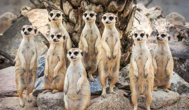 这群狐獴太可爱了,只顾大人逃命,到家才发现幼崽没跟上!