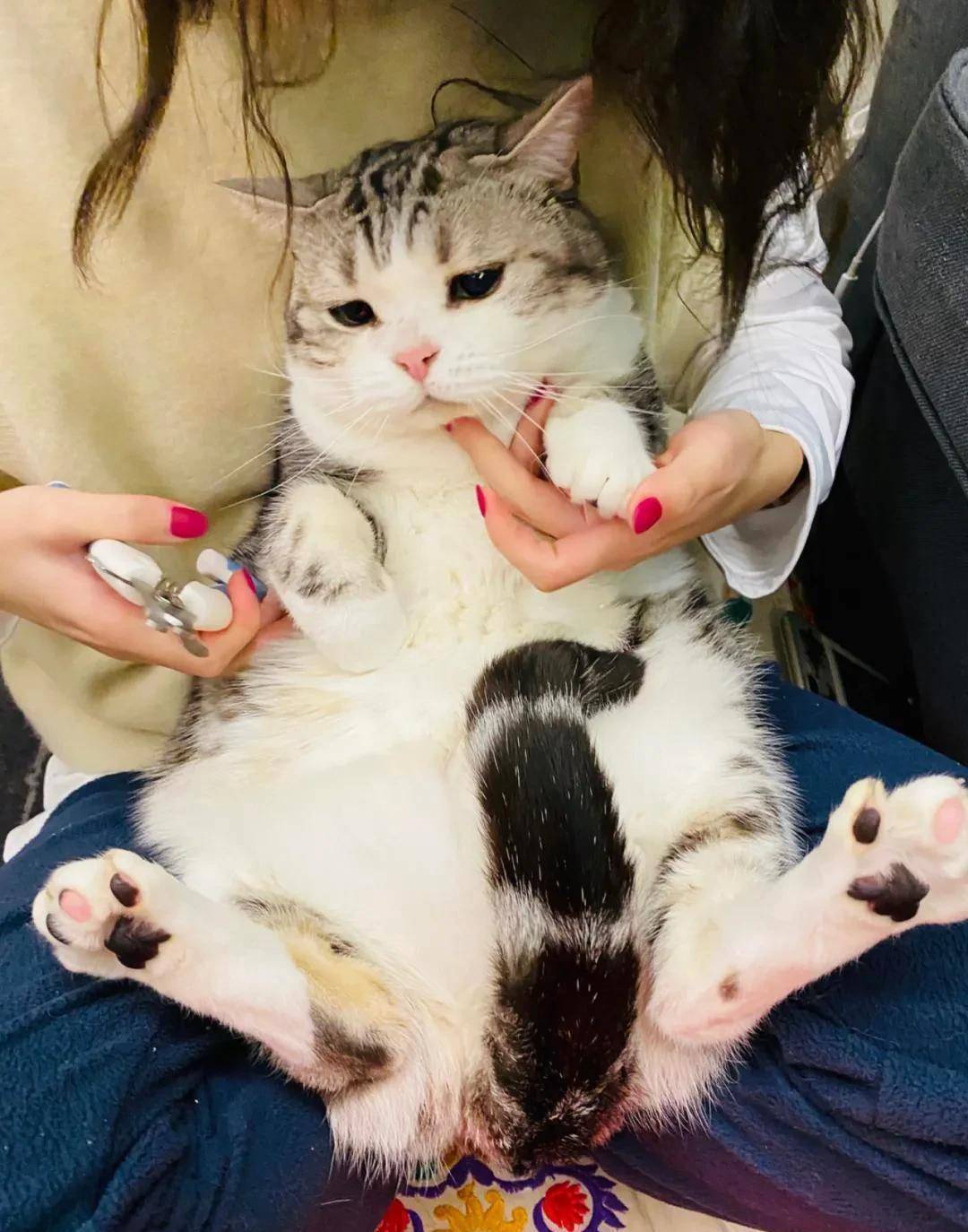 猛盯猫咪裆部超过2分钟,会发生什么