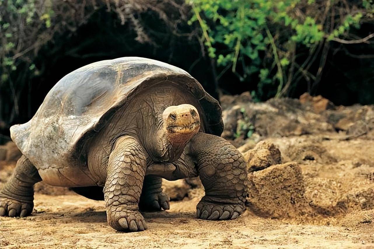 俗语"上山王八不能抓,下山野鸡不能碰",古人的智慧之谈_生活_上岸