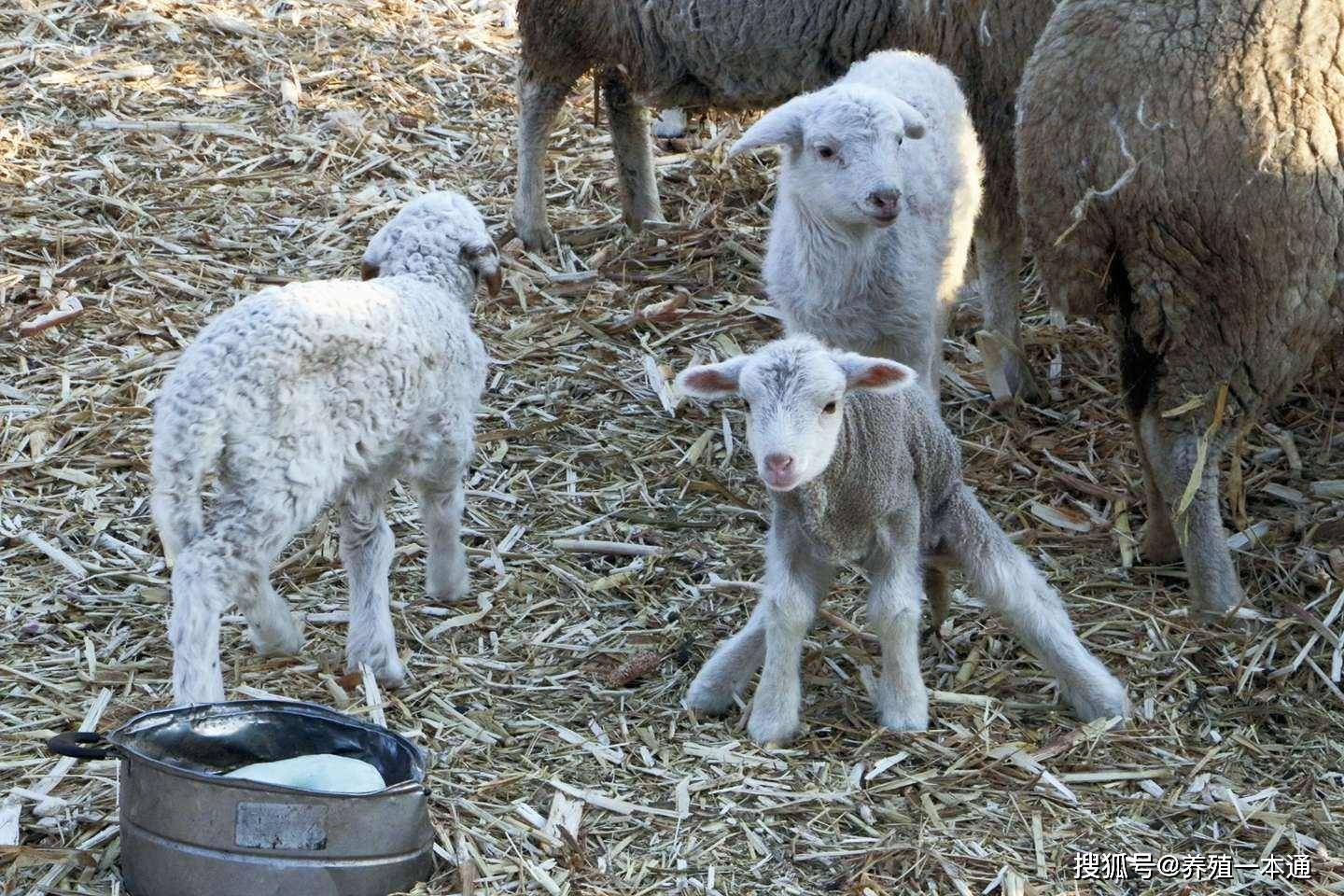 小羊瘦弱食欲不振怎么办?看完请收藏_方法_饲料_情况