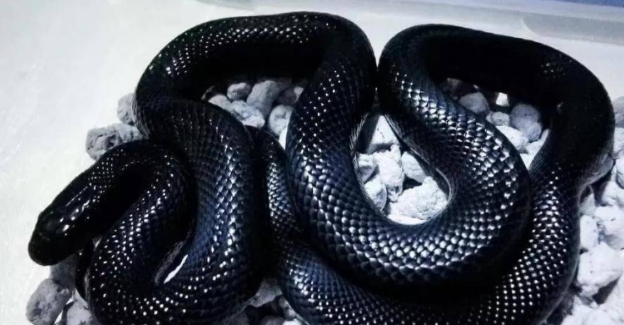 无毒蛇中的"颜王",绝非浪得虚名,一招直接拿下毒蛇:黑王蛇