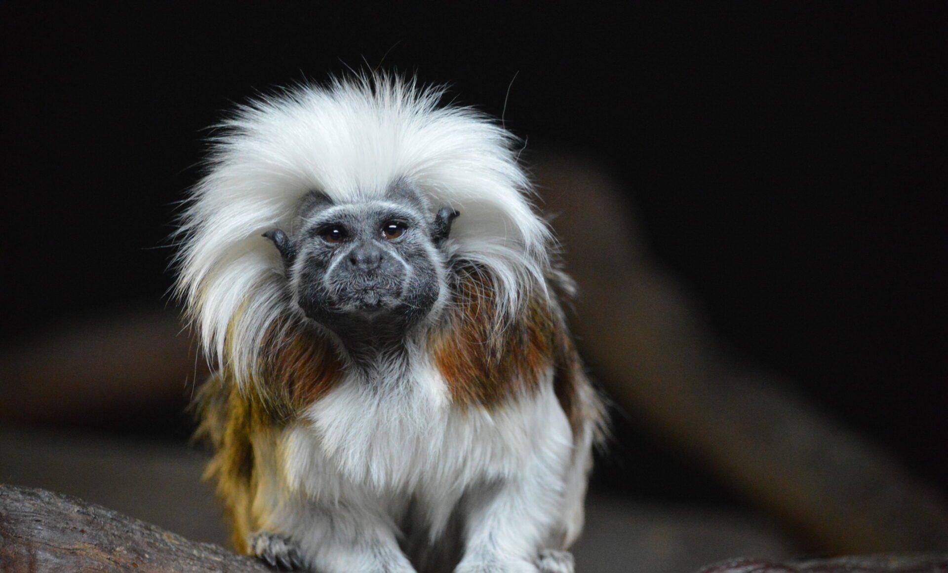 棉顶狨猴,群居但不开后宫,现在成了世界上最濒危的灵长类之一