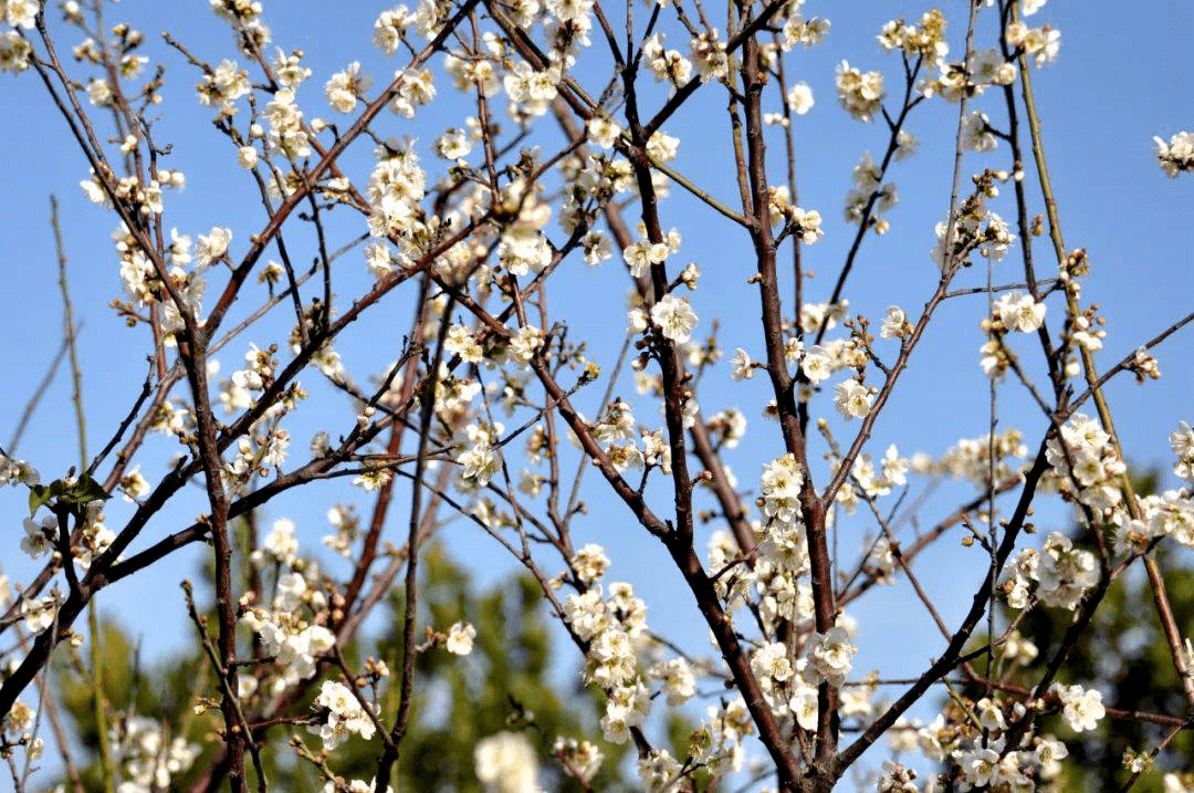 惠州市的市花,开了!_梅花_西湖_湖景区