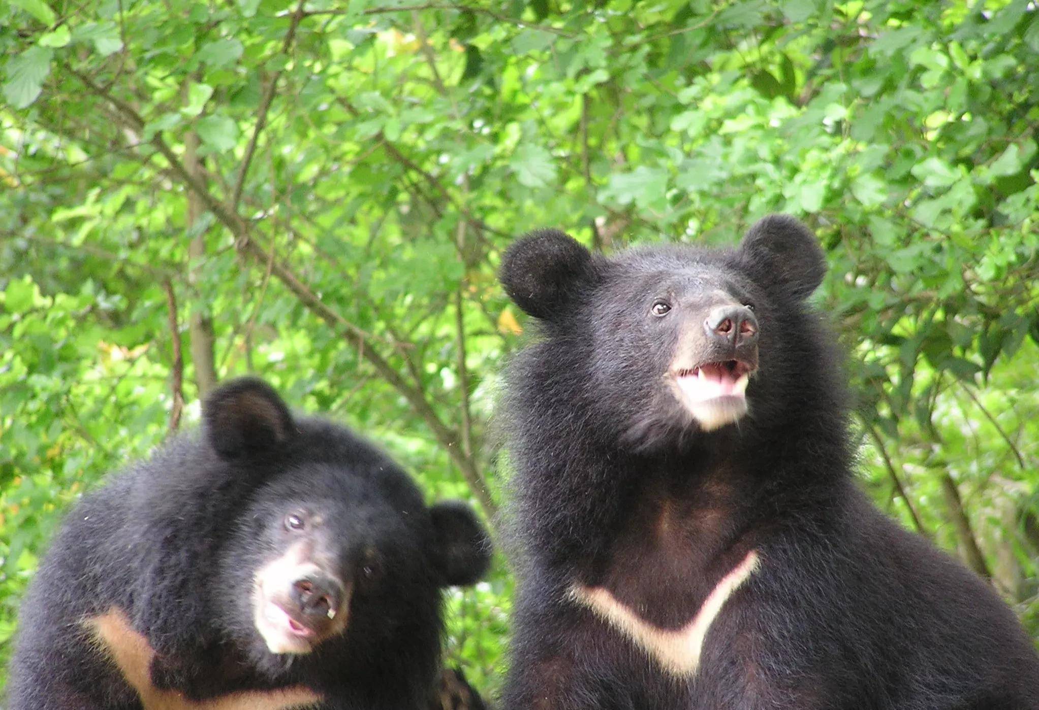 秦岭出现一头母黑熊,偷蜂蜜,掰玉米,是个超级吃货