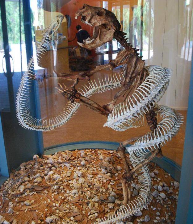 超级巨蛇的化石图片