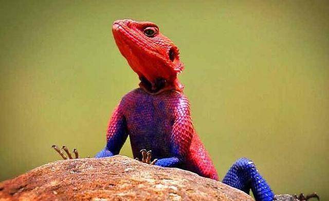 蜥蜴界的蜘蛛侠:彩虹飞蜥,当我点头时,不是要打架就是要找妹纸_岩石