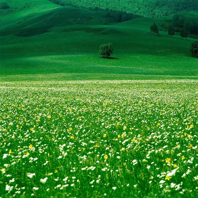 磨金石教育摄影技能分享||坝上草原,天地自然—杨建波摄影作品欣赏