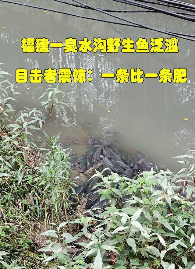 能吃吗？福建一臭水沟里野生鱼泛滥，目击者：一条比一条肥”