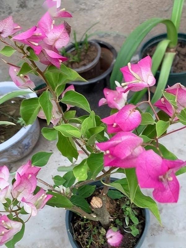 三角梅品种绿叶樱花和口红_绿色_先端_白色