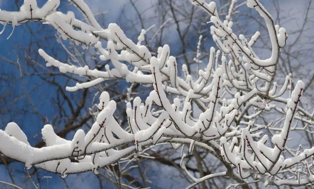 降雪、大风、寒潮齐聚，数九寒天即将到来！