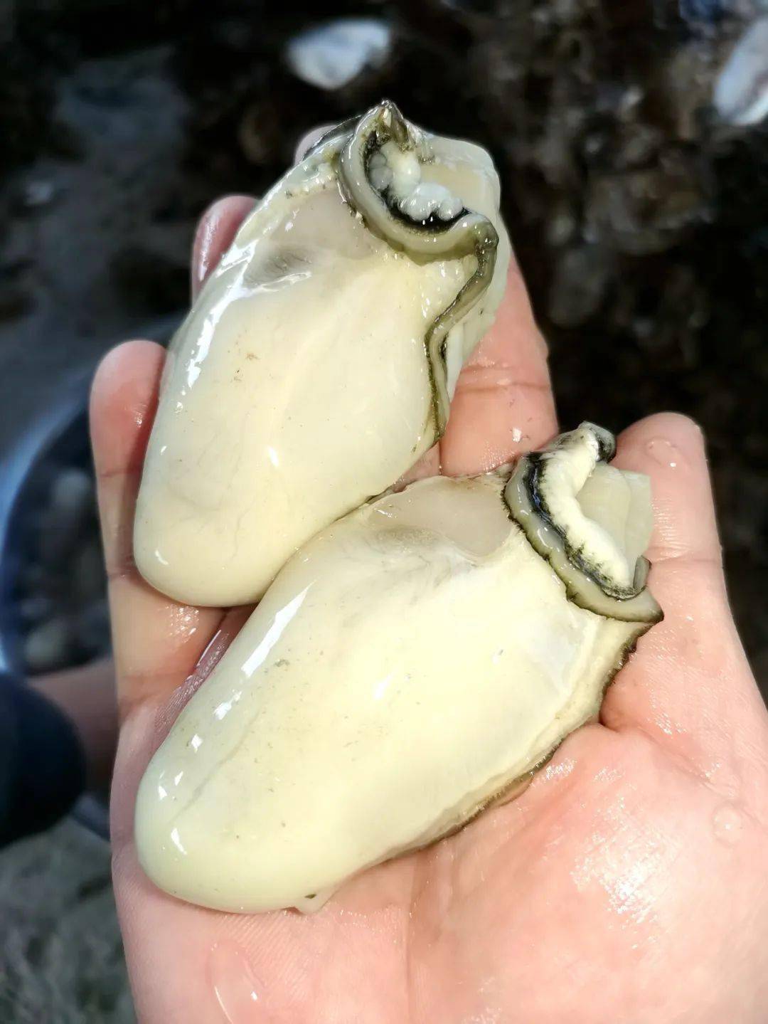 台山蚝美味最是冬至时
