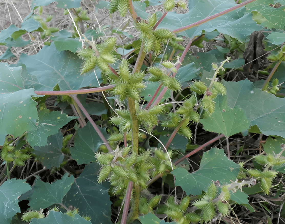 人称"鼻炎草",墙边墙角有不少,懂货的人自然会挖走,十分珍贵_苍耳