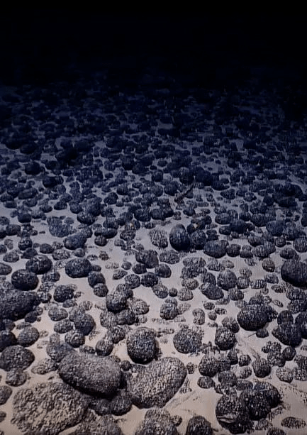 海洋科普(1894) | "海底大花园"——海山_珊瑚_海绵_深海