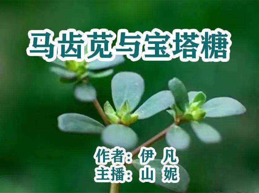 原创
            伊凡陈宝路《马齿苋与宝塔糖》心香文艺