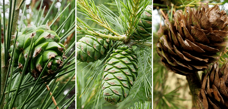 半湿润气候的种植地带非常适合种植红松这种名贵稀有的树种其地势辽阔