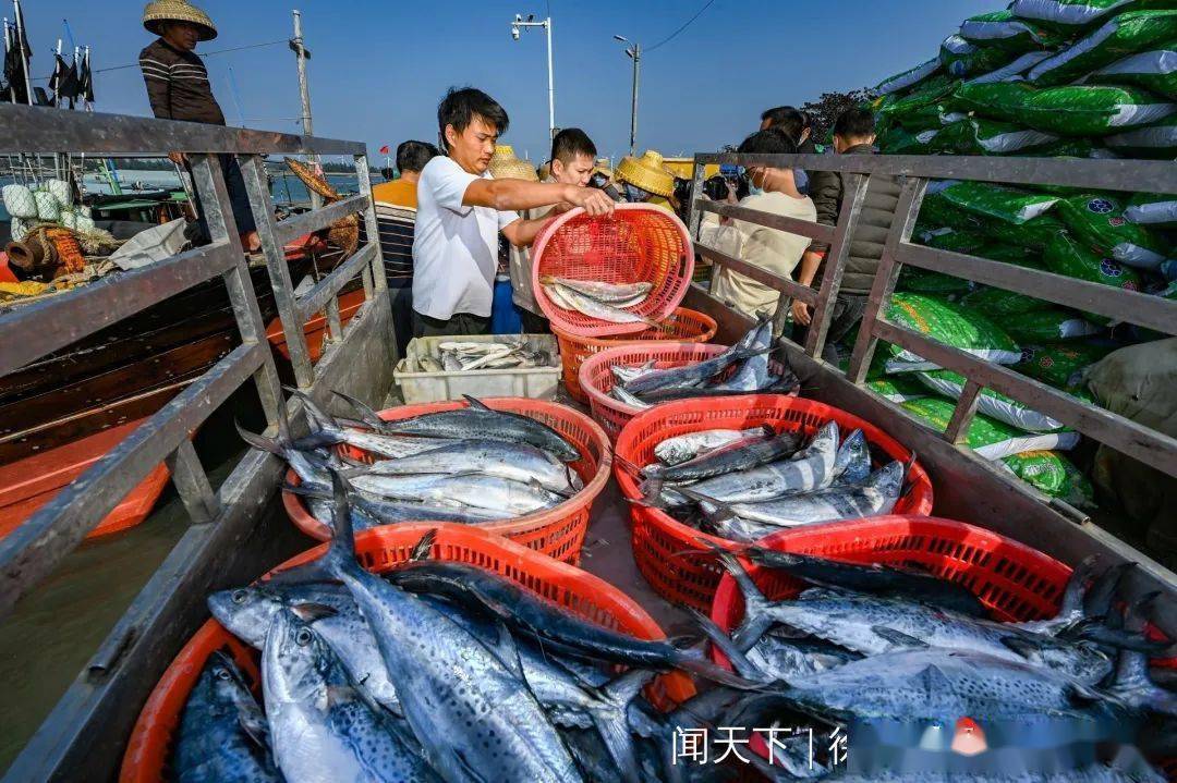 徐闻外罗渔港迎丰收 "鱼来鱼往"交易忙_码头_渔船_渔获