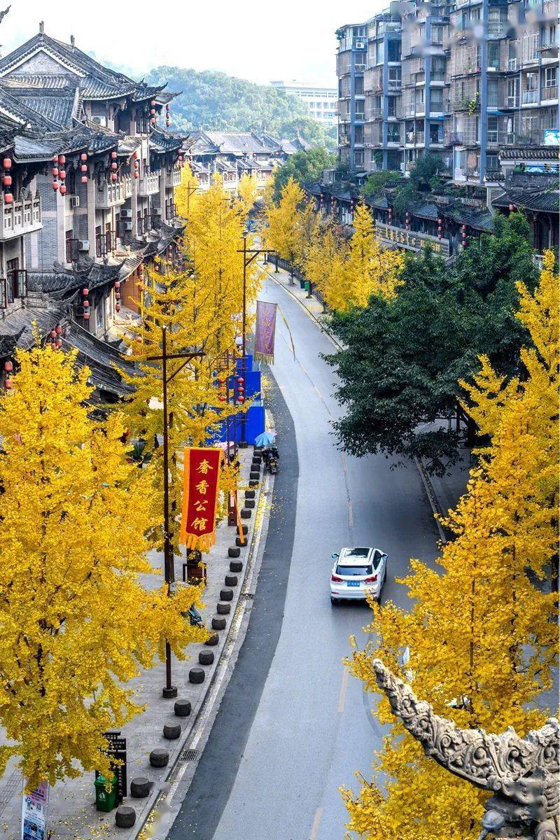 叙永银杏大片上演!_街道_色彩_鱼凫