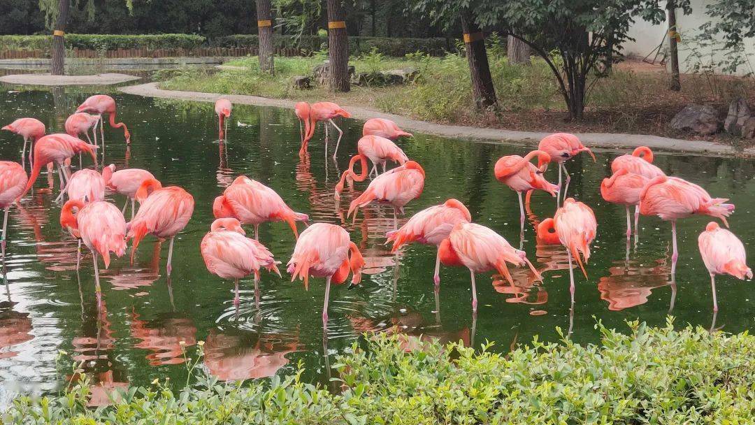 据介绍,火烈鸟分为大火烈鸟和小火烈鸟,又叫大红鹳和小红鹳.