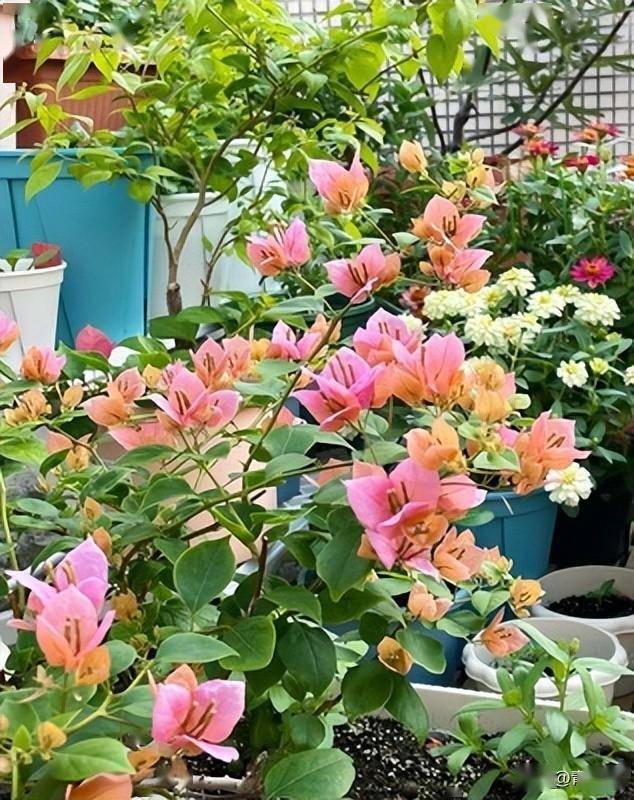 三角梅品种雪紫和热带花束