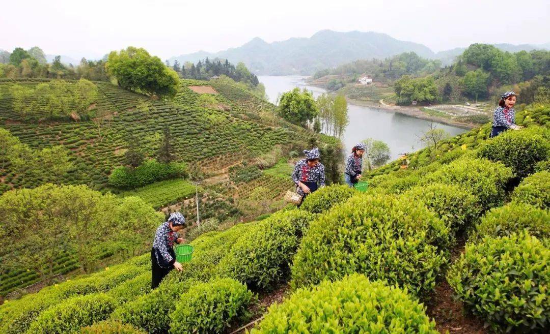 围炉话茶:六安茶,不止有瓜片_霍山_茶叶_金寨县