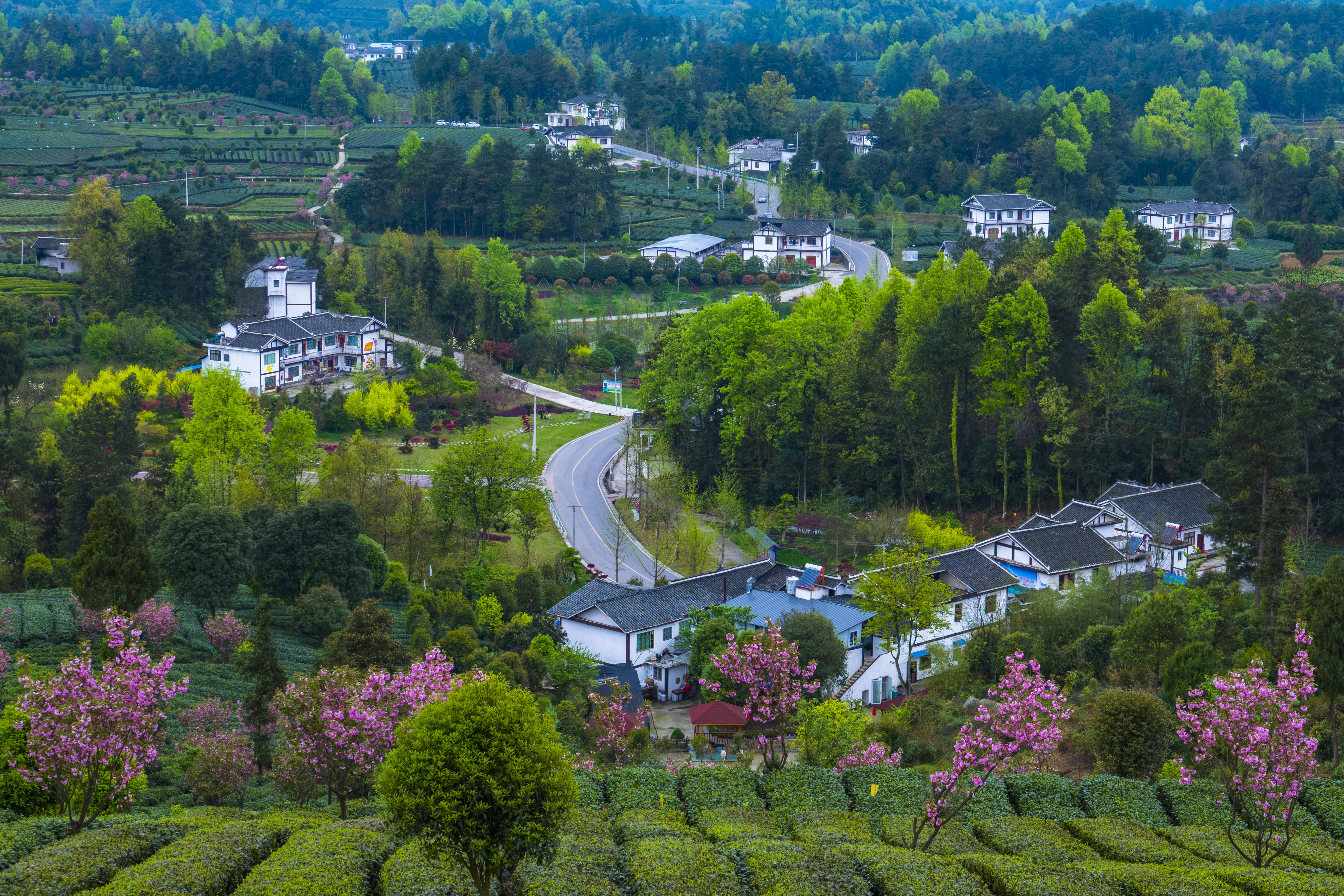 湄潭茶山图片