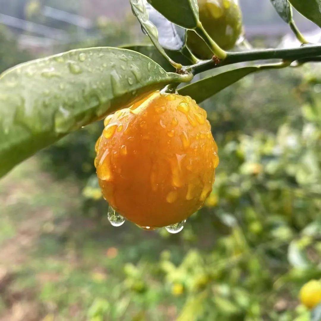 广西融安脆蜜金桔,皮薄汁多,富含维c,颗颗冰糖心_种植_果肉_水果