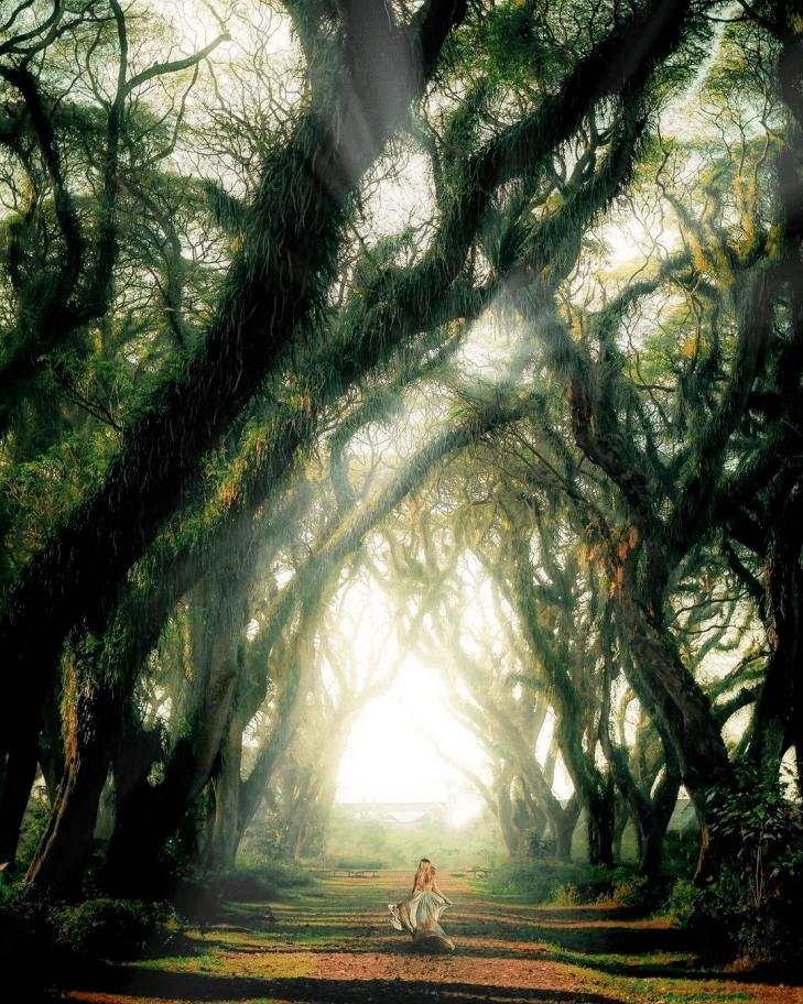 图:外南梦(banyuwangi)德贾瓦坦森林(de djawatan forest)@albertus