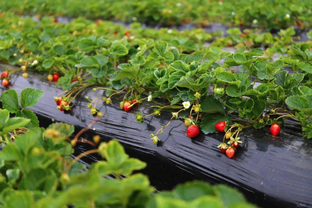 摘草莓吗?信宜这基地的草莓成熟啦!_种植_寨村_浙江省
