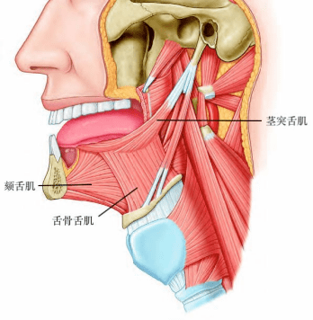功能颏舌肌:两侧的额舌肌同时收缩牵拉舌向前,使舌