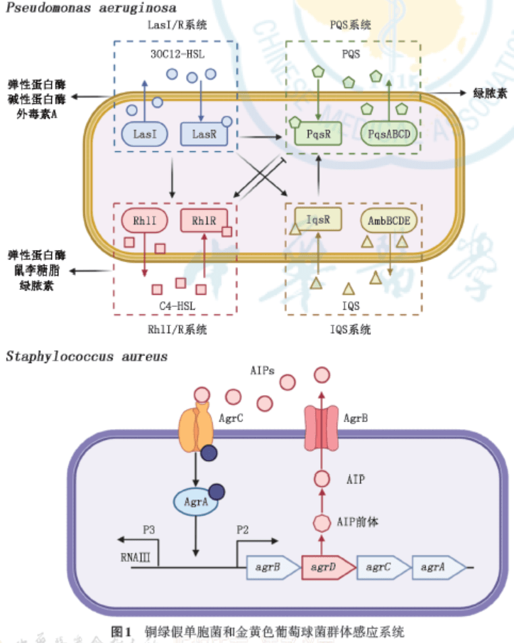signal,pqs)系统,集成群体感应信号(integrated quorum sensing,iqs)