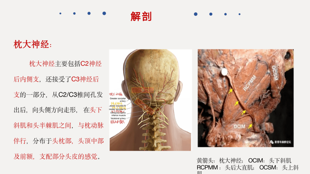 頭皮神經阻滯_麻醉_鎮痛_作用