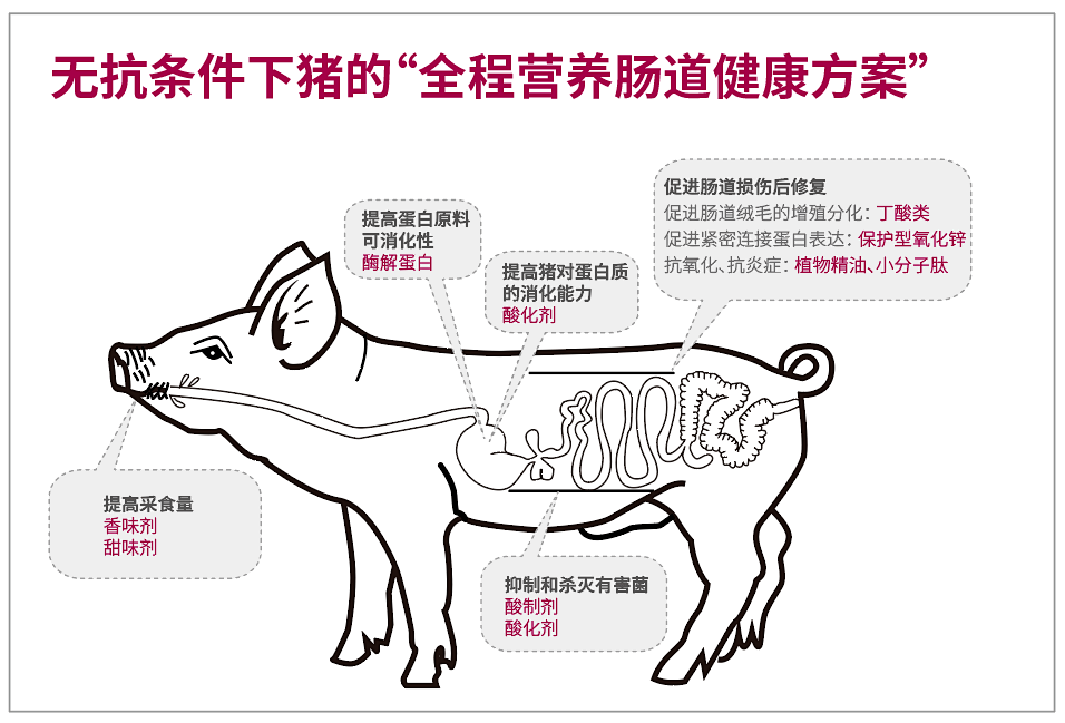 替抗有“你”，养殖无忧！二甲酸钾——中大猪促生长、仔猪控腹泻_作用_抗生素_降低